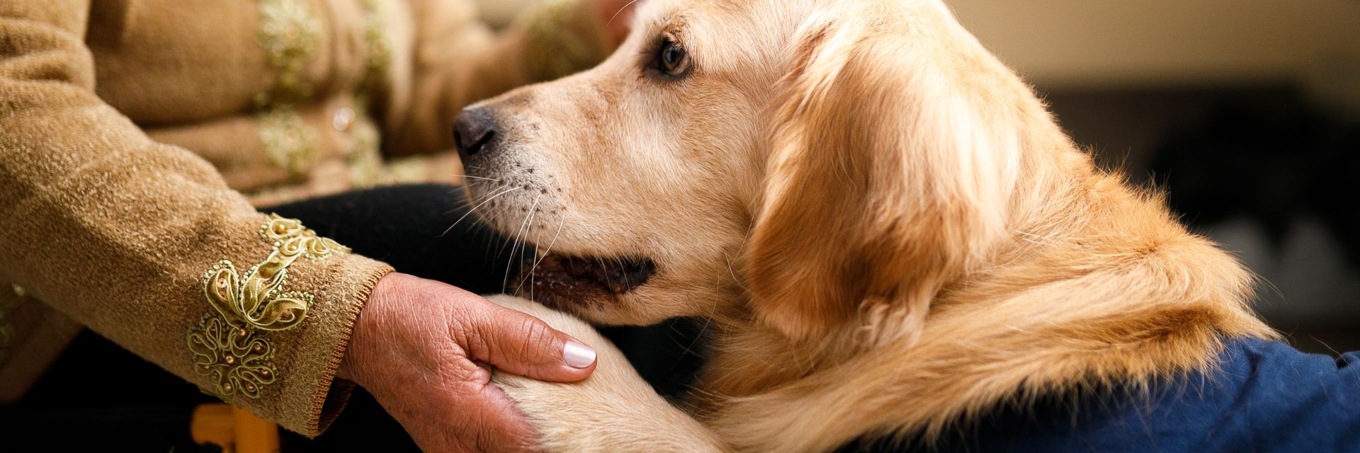 Tiergestütze Therapie Symbolbild Hund